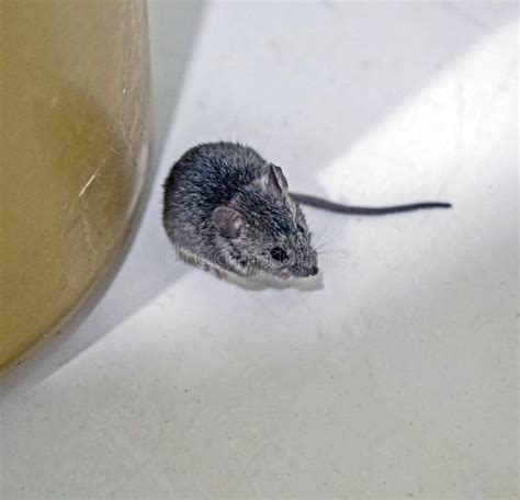 mouse latin name